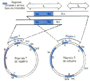 protoplastos de Ti