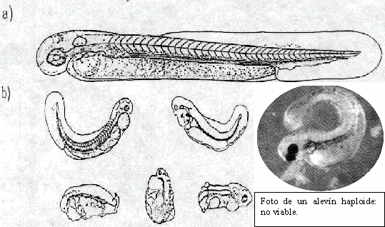 foto de alevines