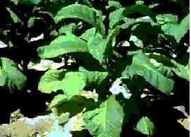 planta de tabaco