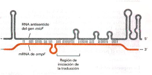 RNA antisentido