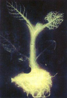 planta luminosa