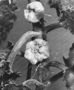 tumor en plantas