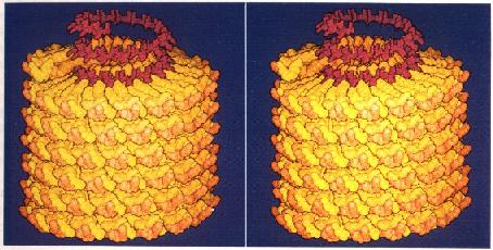 virus del mosaico del tabaco